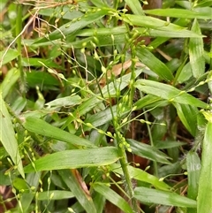 Panicum pygmaeum at Pappinbarra, NSW - 22 Feb 2025 10:45 AM