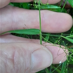 Panicum pygmaeum at Pappinbarra, NSW - 22 Feb 2025 10:45 AM