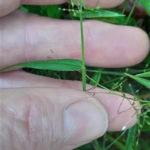 Panicum pygmaeum at Pappinbarra, NSW - 22 Feb 2025 10:45 AM