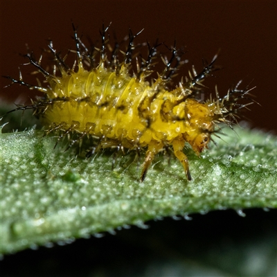 Epilachna sumbana (A Leaf-eating Ladybird) at Curtin, ACT - 22 Feb 2025 by SMOT