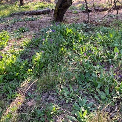 Echium plantagineum (Paterson's Curse) at Watson, ACT - 21 Feb 2025 by waltraud