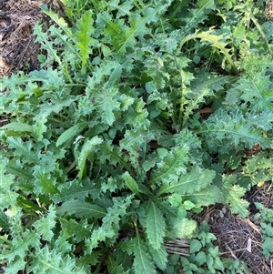 Silybum marianum (Variegated Thistle) at Watson, ACT - 21 Feb 2025 by waltraud