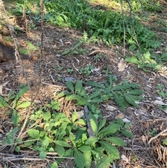 Cirsium vulgare at Watson, ACT - Yesterday by waltraud