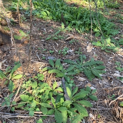 Cirsium vulgare at Watson, ACT - Yesterday by waltraud