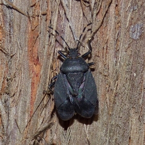 Notius depressus (Shield bug) at West Hobart, TAS - 20 Feb 2025 by VanessaC