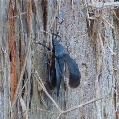 Notius depressus at West Hobart, TAS - 20 Feb 2025 05:33 PM