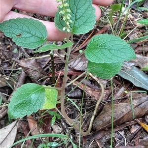 Coleus australis at Pappinbarra, NSW - Yesterday 10:58 AM