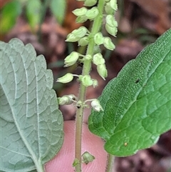 Coleus australis at Pappinbarra, NSW - Yesterday 10:58 AM