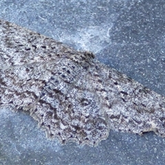 Ectropis fractaria (Ringed Bark Moth) at West Hobart, TAS - 20 Feb 2025 by VanessaC