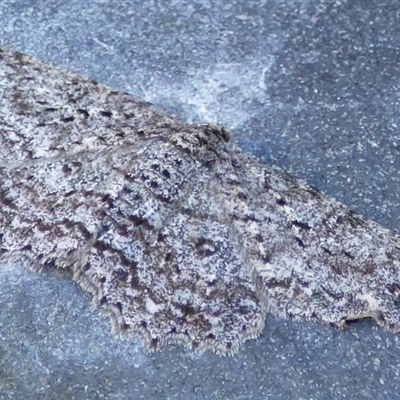 Ectropis fractaria (Ringed Bark Moth) at West Hobart, TAS - 20 Feb 2025 by VanessaC