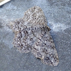 Ectropis fractaria at West Hobart, TAS - 20 Feb 2025 05:30 PM
