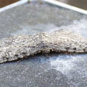 Ectropis fractaria at West Hobart, TAS - 20 Feb 2025 05:30 PM