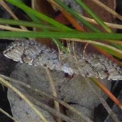 Larentiinae (subfamily) at West Hobart, TAS - 20 Feb 2025 by VanessaC