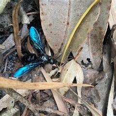 Austroscolia soror (Blue Flower Wasp) at Ulladulla, NSW - 22 Feb 2025 by Clarel