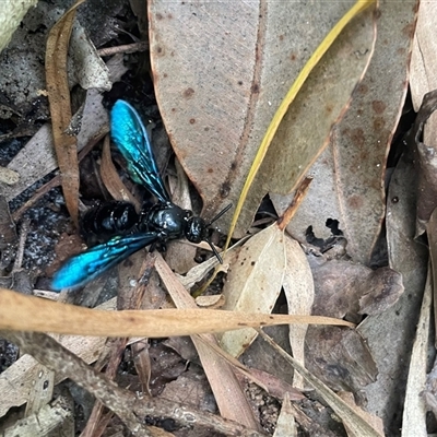 Austroscolia soror (Blue Flower Wasp) at Ulladulla, NSW - 22 Feb 2025 by Clarel