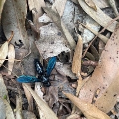Austroscolia soror at Ulladulla, NSW - 22 Feb 2025 01:56 PM