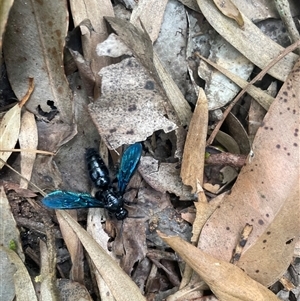 Austroscolia soror at Ulladulla, NSW - 22 Feb 2025 01:56 PM
