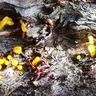 Unidentified Fungus at Mount Field, TAS - 21 Feb 2025 by VanessaC