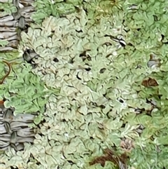 Unverified at suppressed - suppressed