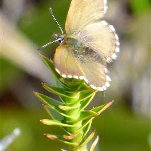 Neolucia (genus) at Mount Field, TAS - Yesterday by VanessaC