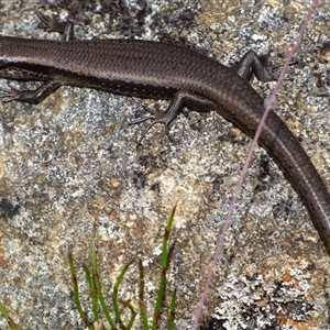 Unidentified Skink at Mount Field, TAS - 21 Feb 2025 by VanessaC