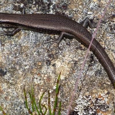 Unidentified Skink at Mount Field, TAS - 21 Feb 2025 by VanessaC