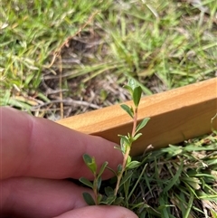 Unidentified Plant at Rendezvous Creek, ACT - 15 Feb 2025 by BungwahlSoju