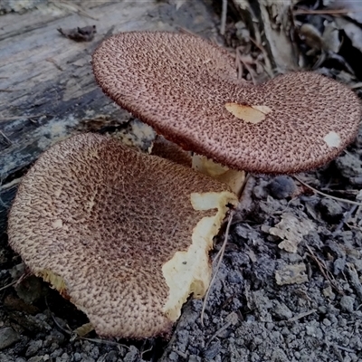 Unidentified Cap on a stem; gills below cap [mushrooms or mushroom-like] at Narooma, NSW - Yesterday by Teresa