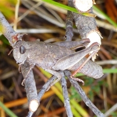 Tasmaniacris tasmaniensis at Mount Field, TAS - 21 Feb 2025 by VanessaC