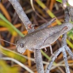 Tasmaniacris tasmaniensis at Mount Field, TAS - 21 Feb 2025 11:17 AM