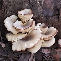 Omphalotus nidiformis (Ghost Fungus) at Narooma, NSW - 22 Feb 2025 by Teresa