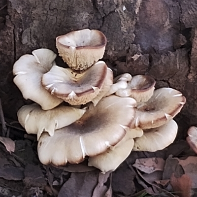 Omphalotus nidiformis (Ghost Fungus) at Narooma, NSW - 22 Feb 2025 by Teresa