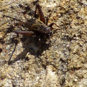 Trigonidiidae (family) at Mount Field, TAS - 21 Feb 2025 by VanessaC