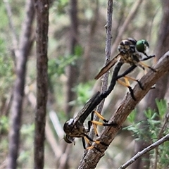 Ommatius coeraebus (a robber fly) at Goulburn, NSW - 22 Feb 2025 by trevorpreston