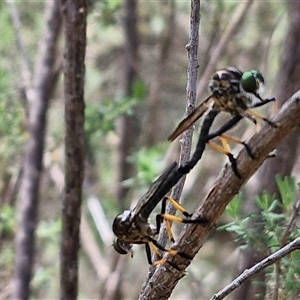 Ommatius coeraebus (a robber fly) at Goulburn, NSW - 22 Feb 2025 by trevorpreston