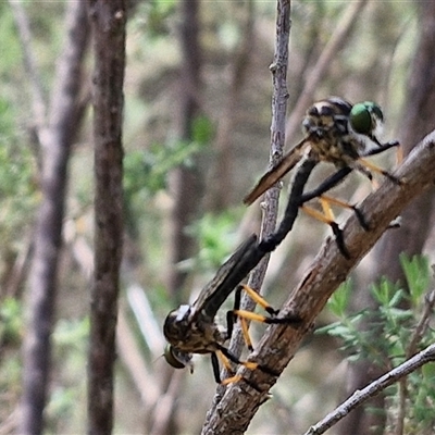 Ommatius coeraebus (a robber fly) at Goulburn, NSW - 22 Feb 2025 by trevorpreston