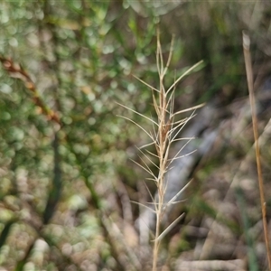 Aristida ramosa (Purple Wire Grass) at Goulburn, NSW - 22 Feb 2025 by trevorpreston