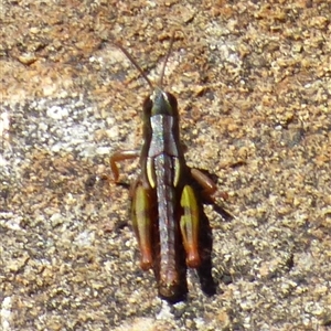 Unidentified Grasshopper (several families) at Mount Field, TAS - 21 Feb 2025 by VanessaC