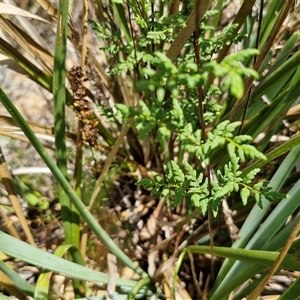 Cheilanthes sieberi subsp. sieberi (Mulga Rock Fern) at Goulburn, NSW - 22 Feb 2025 by trevorpreston