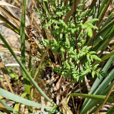 Cheilanthes sieberi subsp. sieberi (Mulga Rock Fern) at Goulburn, NSW - 22 Feb 2025 by trevorpreston