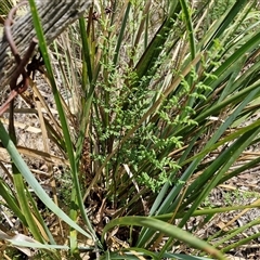 Cheilanthes sieberi subsp. sieberi at Goulburn, NSW - 22 Feb 2025 01:21 PM