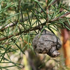 Hakea decurrens (Bushy Needlewood) at Goulburn, NSW - 22 Feb 2025 by trevorpreston