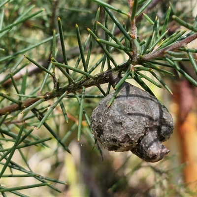 Hakea decurrens (Bushy Needlewood) at Goulburn, NSW - 22 Feb 2025 by trevorpreston