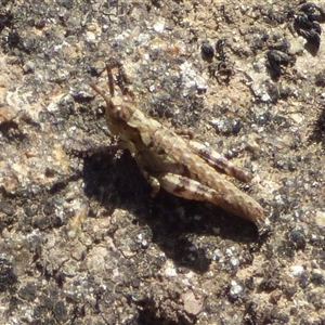 Tasmaniacris tasmaniensis (tasmanian grasshopper) at Mount Field, TAS - 21 Feb 2025 by VanessaC