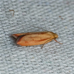 Eochrois dejunctella (A Concealer moth (Wingia Group)) at Harrison, ACT - 21 Feb 2025 by DPRees125