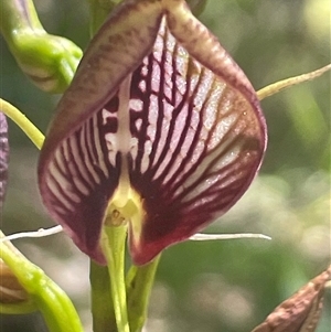 Cryptostylis erecta at Ulladulla, NSW - suppressed