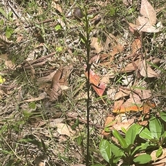 Cryptostylis erecta at Ulladulla, NSW - suppressed