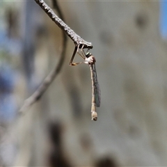 Leptogaster sp. (Thin-tailed robber fly) at Goulburn, NSW - 22 Feb 2025 by trevorpreston