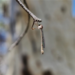 Leptogaster sp. at Goulburn, NSW - 22 Feb 2025 01:18 PM