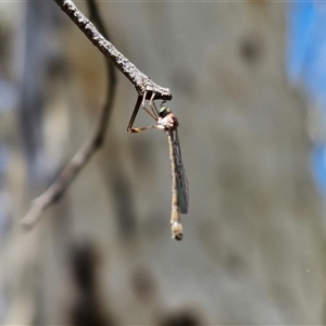 Leptogaster sp. at Goulburn, NSW - 22 Feb 2025 01:18 PM